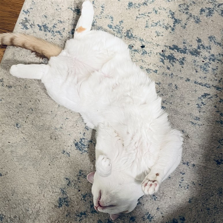 A cat, rolling on the floor, showing off his floofy belly